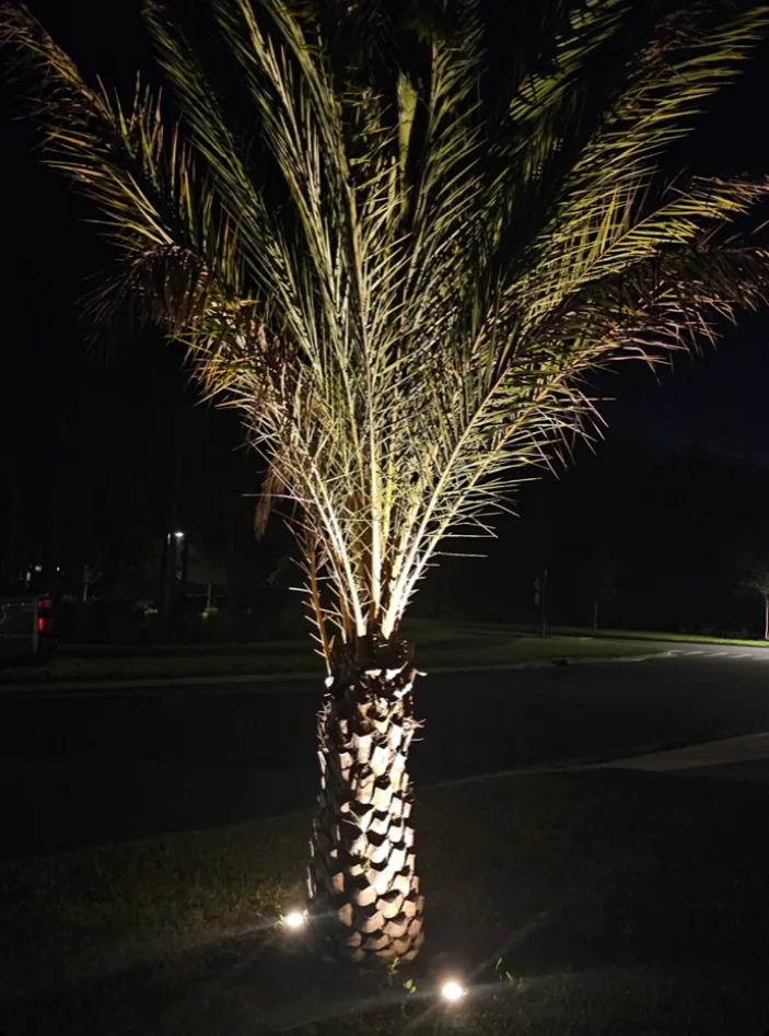 A palm lit from two ground lights