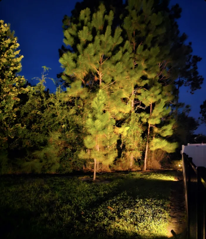 Pines lit from below against the evening sky