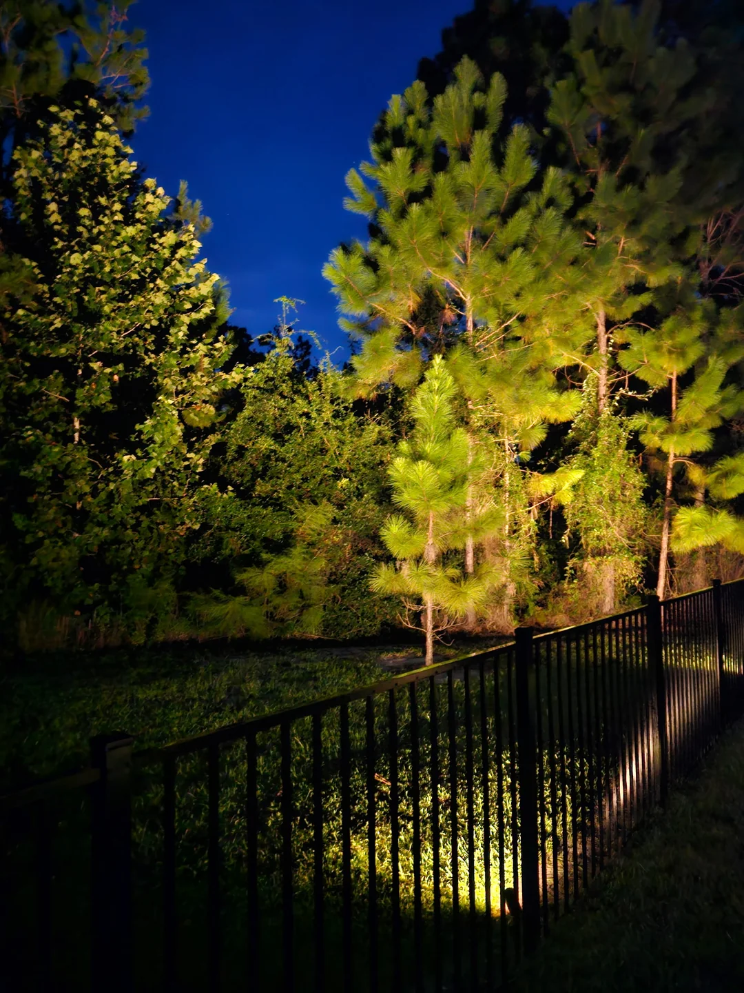 Pines uplit along the fence line at dusk